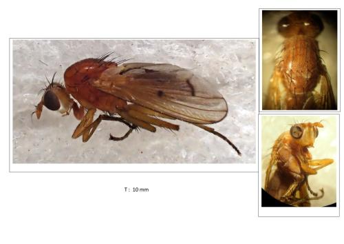 Tetanocera arrogans